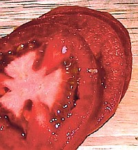 lifestyle_tomato