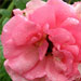 ae_rosegarder