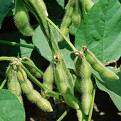 food_soy