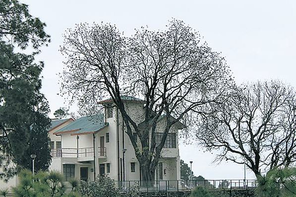 travel_kasauli