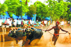 travel_Bullrace1