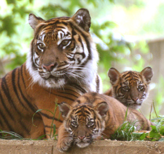 travel_tiger