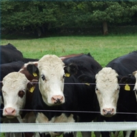 asia_mad-cow