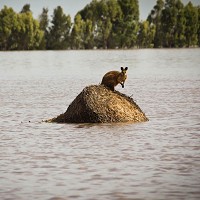 Australia faces the wrath of biblical flood