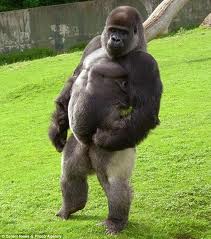 dailylife_AmbamTheGorilla