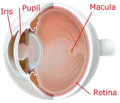 health_macula