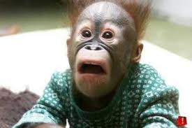 Monkey-SurprisedFace Monkey-SurprisedFace