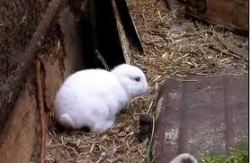 asia_FukushimaEarlessRabbit