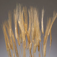 coloumns_wheat