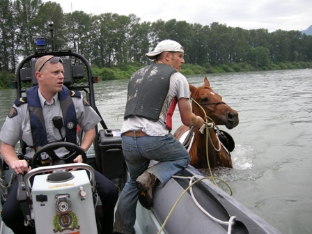 Horse rescued from Vedder River, Chilliwack
