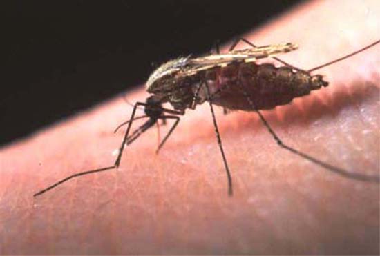 india_mosquito-malaria