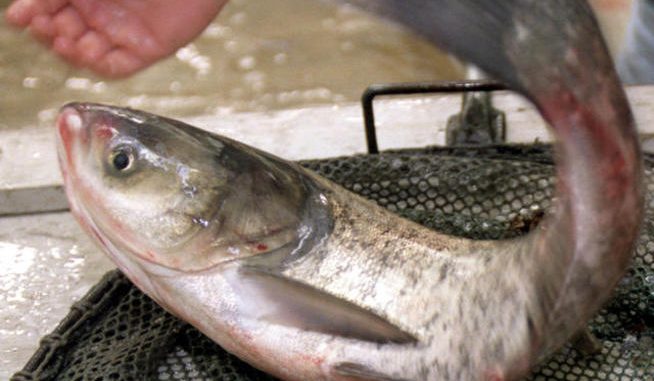 Asian Carp: A New Meal On The Menu
