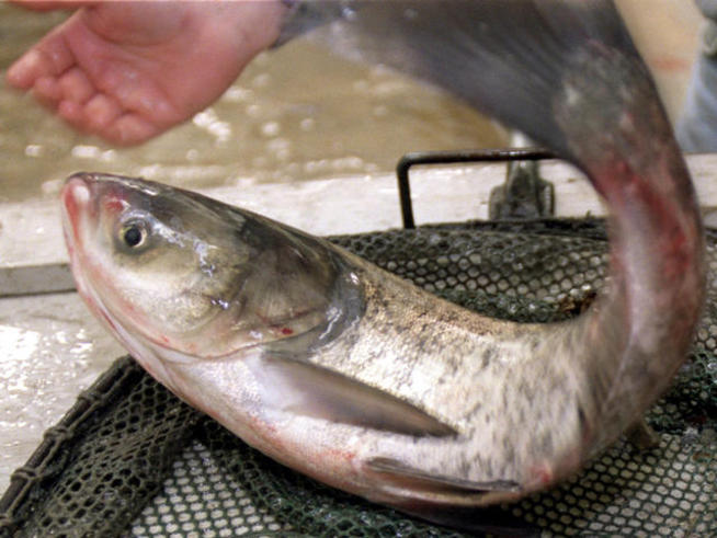 asiancarp asiancarp