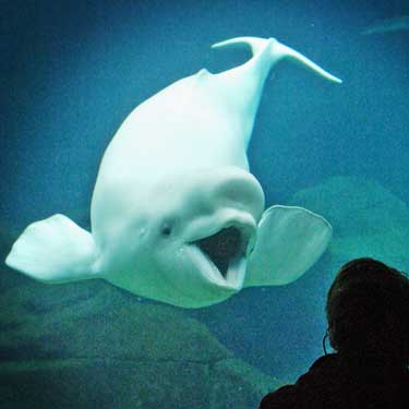 canada_whale