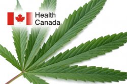 health_health_marijuana