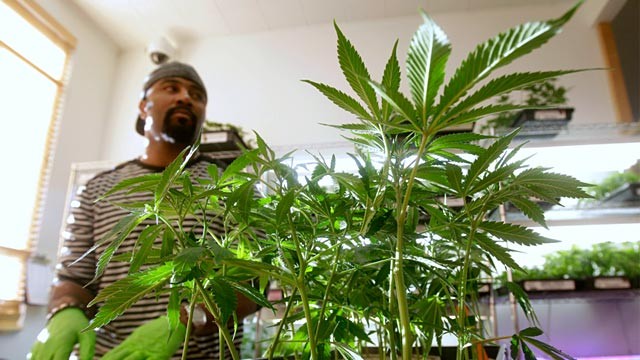 canada_ap_california_medical_marijuana_ll_111007_wg