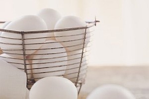allabouteggs allabouteggs