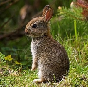 canada_Rabbits