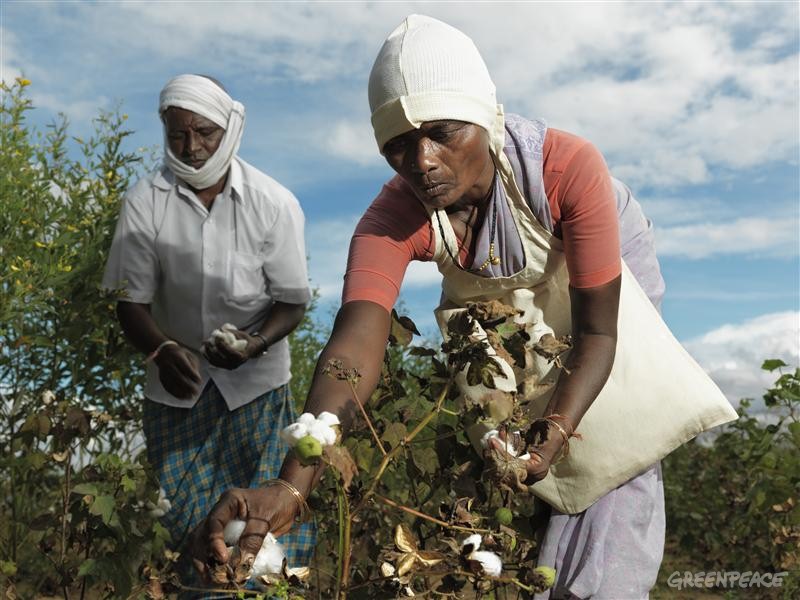 Cotton growing farmers Cotton growing farmers