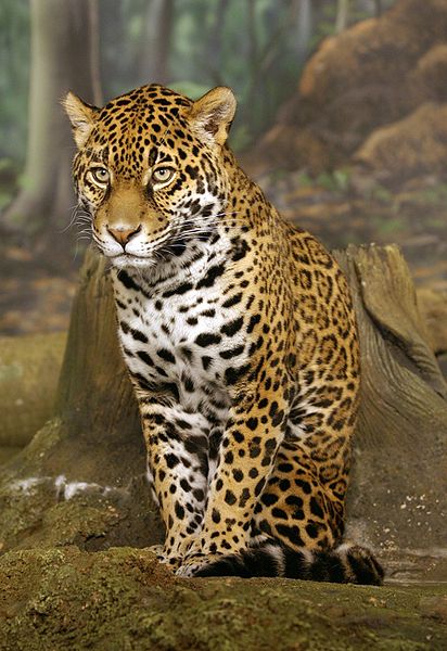 Rare Wild Jaguar spotted in Arizona Rare Wild Jaguar spotted in Arizona