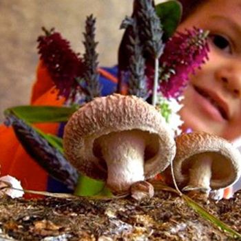 fashion_yumm_mushrooms_in_gardens