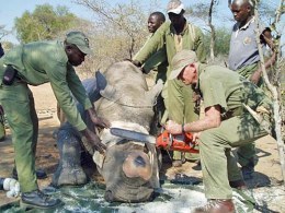 africa_rhino_killings