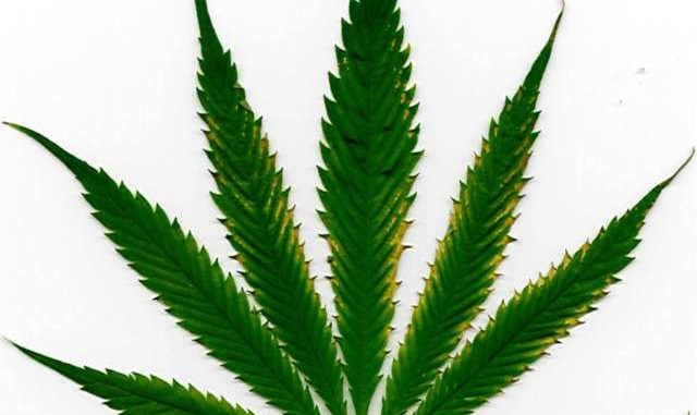health_marijuana_leaf
