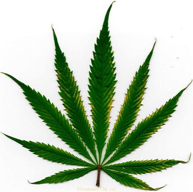 health_marijuana_leaf