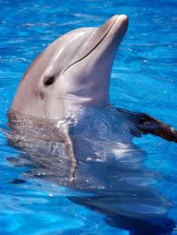 dailylife_dolphinpic