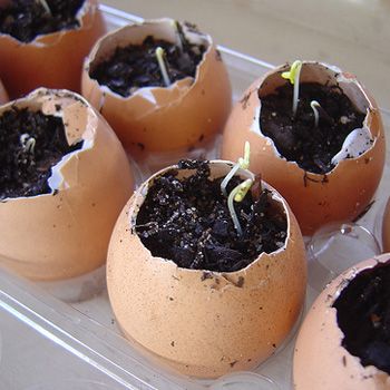 fashion_How_to_Root_Garden_Seeds_in_an_Eggshell