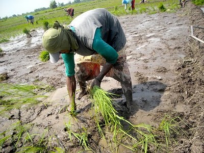 images_News_Asia_hacienda-luisita land