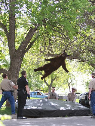 images_News_Australia_black bear in UC