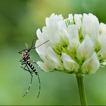 images_Lifestyle_Homes_How_To_Prevent_Your_Plant_From_Dengue_Mosquito