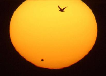 images_News_Asia_bird_flies_during_transit_of_venus