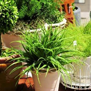 images_Lifestyle_Homes_decor_your_garden_with_artificial_plants