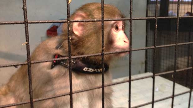images_News_Canada_darwinmonkey