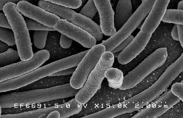 images_News_Canada_ecoli-threat