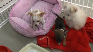 images_News_Canada_hi-puppies-852-default