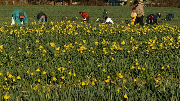 images_News_Canada_seasonal-workers