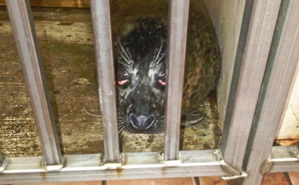 Marineland Secretly Ordered by OSPCA to Renovate