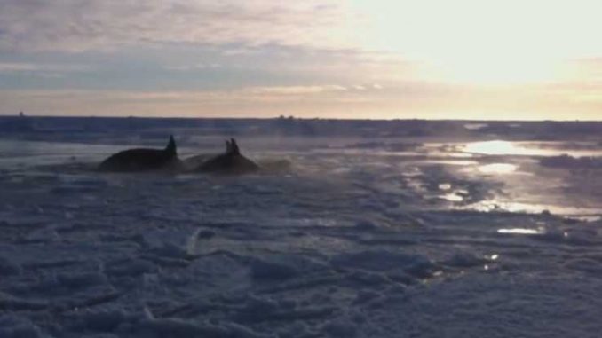 Authorities Decline Help to Trapped Killer Whales Authorities Decline Help to Trapped Killer Whales