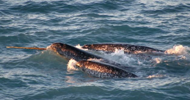 images_News_Canada_tusksmuggler