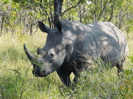 images_News_Africa_Rhino