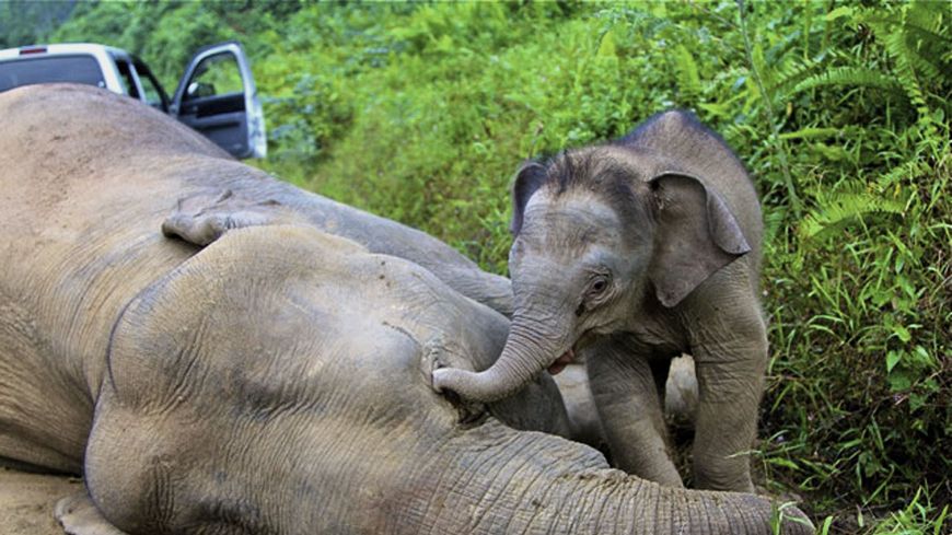 images_News_Asia_elephant