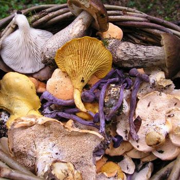 images_Lifestyle_Food_wild_food_a_taste_of_nature