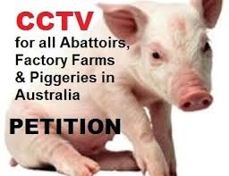 CCTV cameras in Australian abattoirs might protect livestock from cruel workers