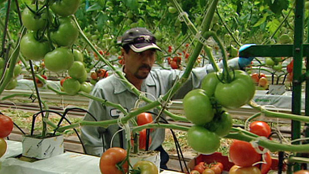 images_News_Canada_wdr-620-greenhouse