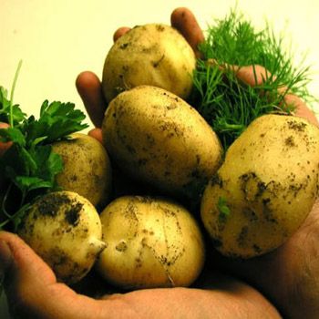 images_Lifestyle_Food_potatoes_are_not_making_you_fat_myths_about_potatoes_