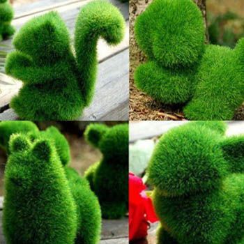 images_Lifestyle_Homes_best_ornamental_grasses
