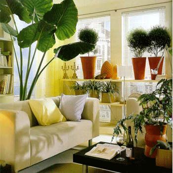images_Lifestyle_Homes_indoor_plants_decor_for_drawing_room